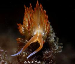 Dondice Bayulensis/ It was taken a few months ago under t... by Pablo Tudo 